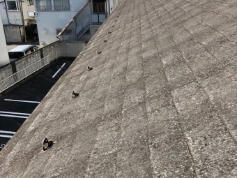 コロニアル